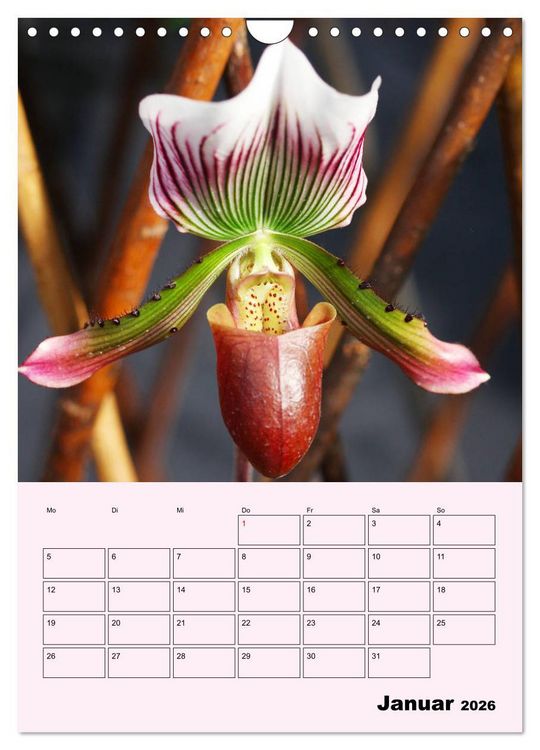 Produktbild: Orchideenliebe (Wandkalender 2026 DIN A4 hoch), CALVENDO Monatskalender