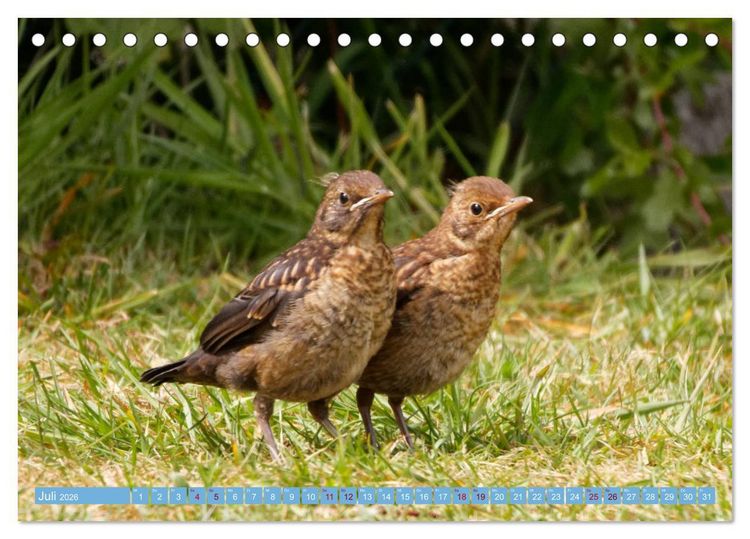 Produktbild: Amsel - Schwarzdrossel fotografiert von Ostfriesenfotografie (Tischkalender 2026 DIN A5 quer), CALVENDO Monatskalender