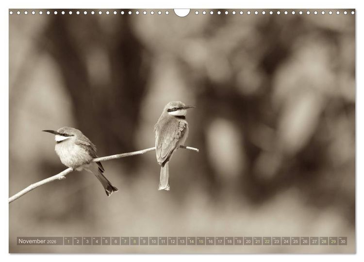 Produktbild: Botswana &ndash; Impressionen aus Afrika (Wandkalender 2026 DIN A3 quer), CALVENDO Monatskalender