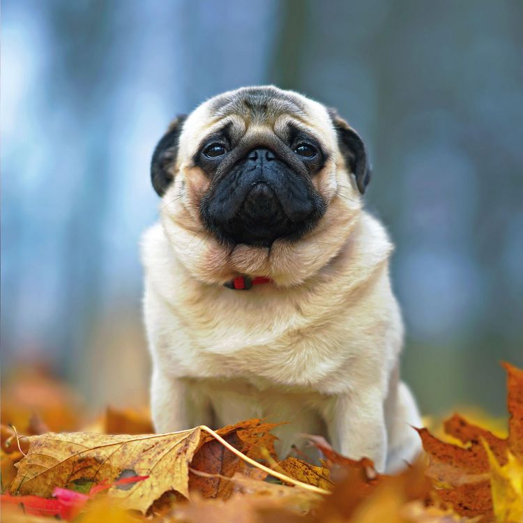 Produktbild: M&ouml;pse / Puglets 2027