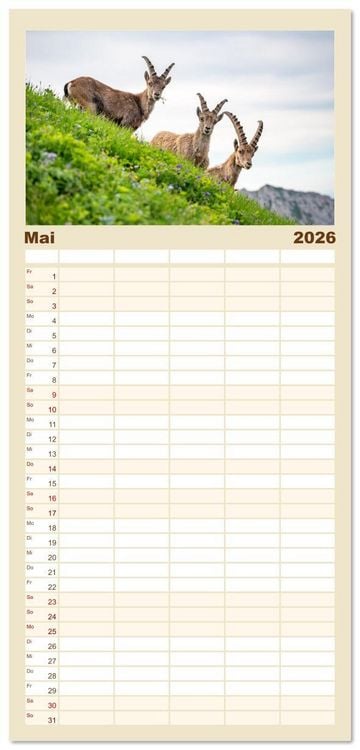 Produktbild: Familienplaner 2026 - Steinb&ouml;cke - Eindr&uuml;ckliche K&ouml;nige der Alpen mit 5 Spalten (Wandkalender, 21 x 45 cm) CALVENDO