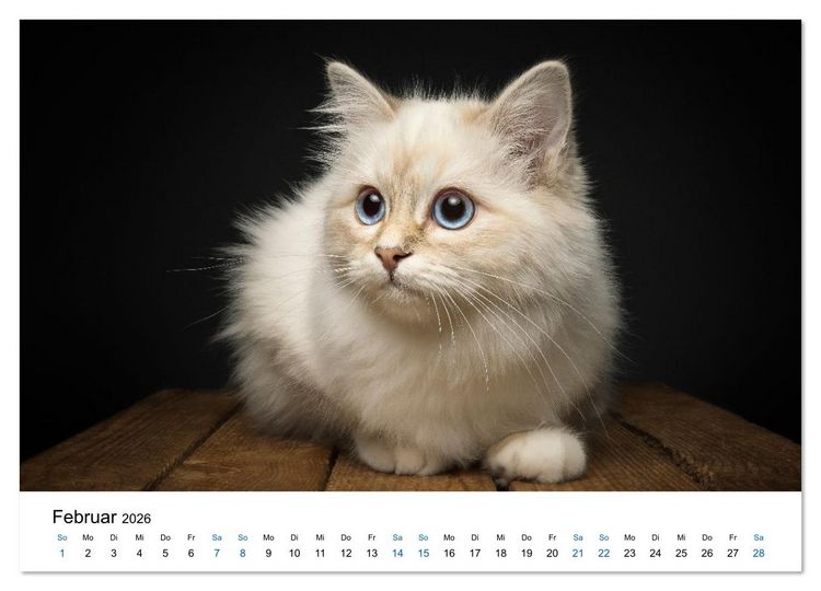 Produktbild: Heilige Birma Katzen - Eine Rasse mit traumhaft blauen Augen. (Wandkalender 2026 DIN A3 quer), CALVENDO Monatskalender