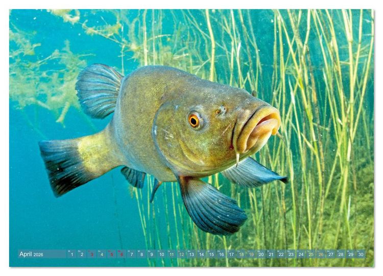 Produktbild: Heimische Fische: Karpfen, Forelle, Hecht (Wandkalender 2026 DIN A2 quer), CALVENDO Monatskalender