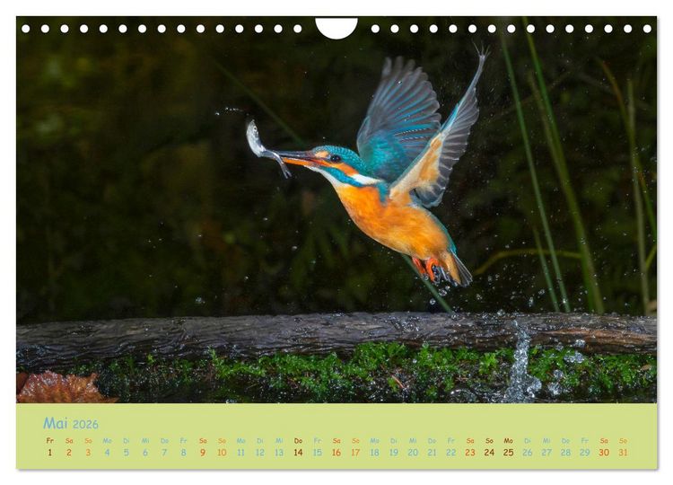 Produktbild: Eisv&ouml;gel, faszinierende kleine Flieger. (Wandkalender 2026 DIN A4 quer), CALVENDO Monatskalender