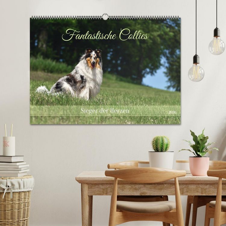 Produktbild: Fantastische Collies - Sieger der Herzen (Wandkalender 2026 DIN A2 quer), CALVENDO Monatskalender
