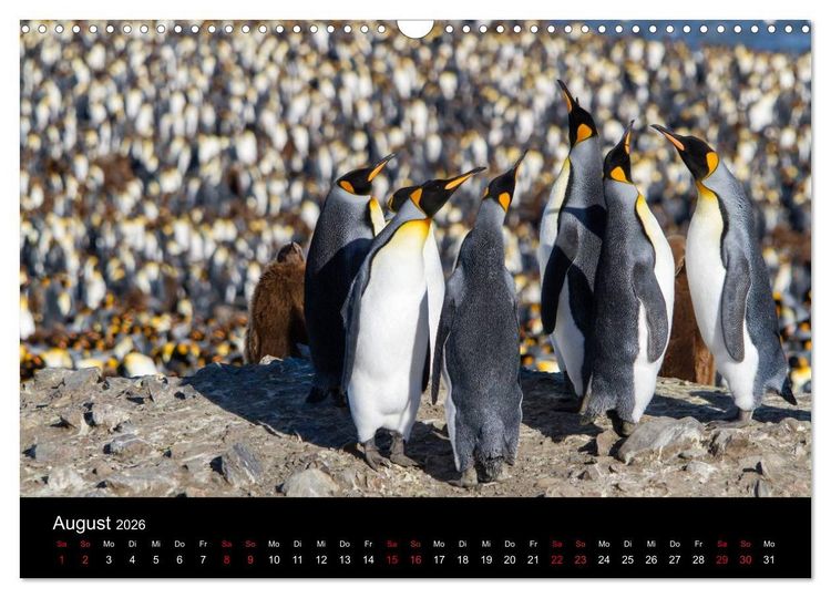 Produktbild: Pinguine - sympathische Fracktr&auml;ger im eisigen S&uuml;den (Wandkalender 2026 DIN A3 quer), CALVENDO Monatskalender