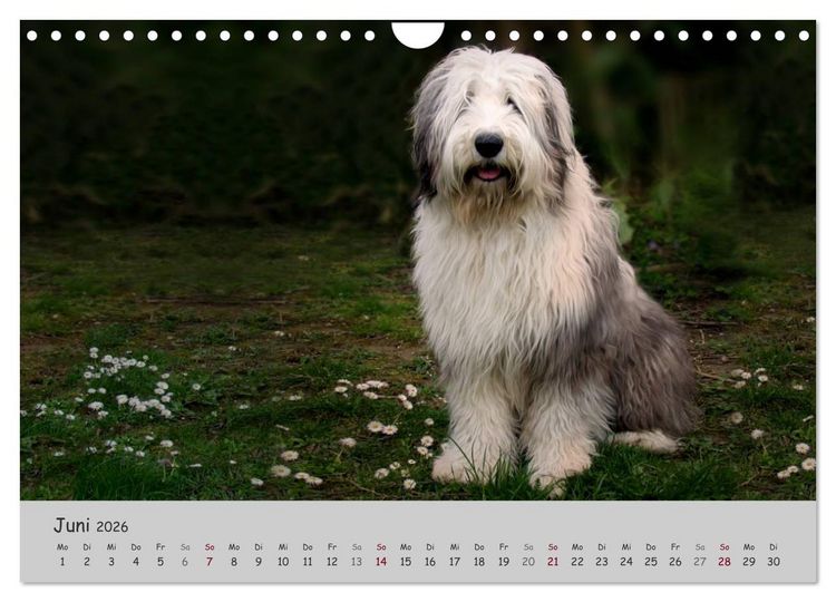 Produktbild: Ein Bobtail namens Miles (Wandkalender 2026 DIN A4 quer), CALVENDO Monatskalender