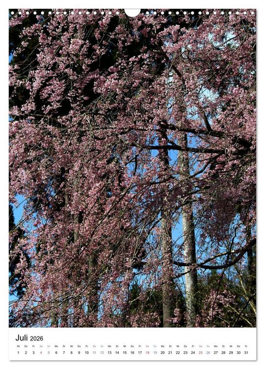 Produktbild: Japan - Kirschbl&uuml;ten (Wandkalender 2026 DIN A3 hoch), CALVENDO Monatskalender