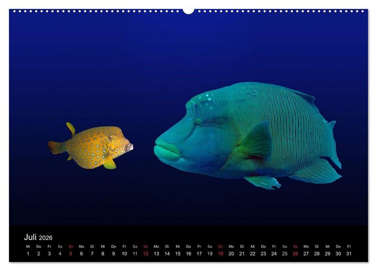 Produktbild: Riffleben - Einfach mal abtauchen (hochwertiger Premium Wandkalender 2026 DIN A2 quer), Kunstdruck in Hochglanz