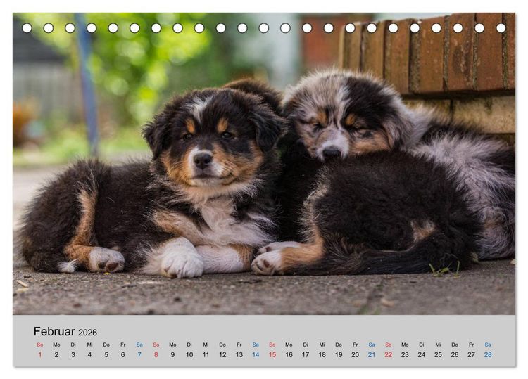Produktbild: Australian Shepherd Welpen 2026 (Tischkalender 2026 DIN A5 quer), CALVENDO Monatskalender