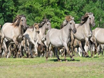 Produktbild: Galoppierende Herde D&uuml;lmener Wildpferde (Puzzle)