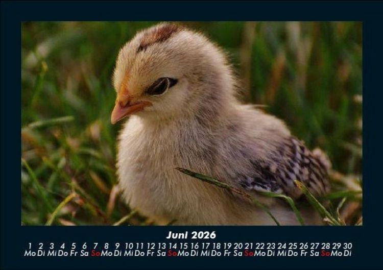 Produktbild: Welt der V&ouml;gel 2026 Fotokalender DIN A5
