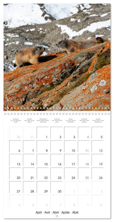 Produktbild: Marmots - Cute and Curious (Wall Calendar 2026 12 &times; 12 Inch) CALVENDO 12 Month Wall Calendar
