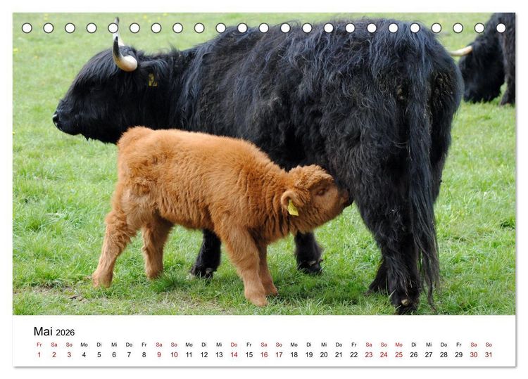 Produktbild: Die Schottischen Hochlandrinder und ihr Nachwuchs (Tischkalender 2026 DIN A5 quer), CALVENDO Monatskalender