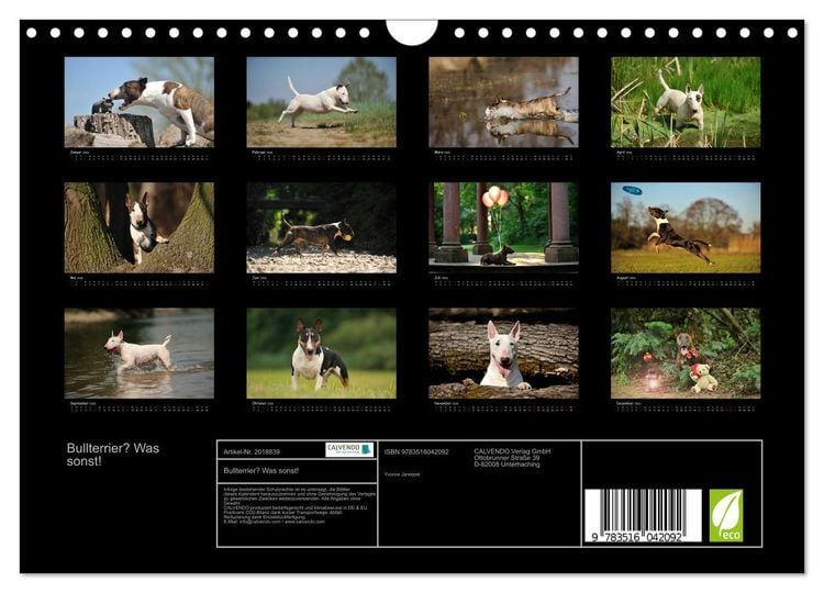 Produktbild: Bullterrier? Was sonst! (Wandkalender 2026 DIN A4 quer), CALVENDO Monatskalender