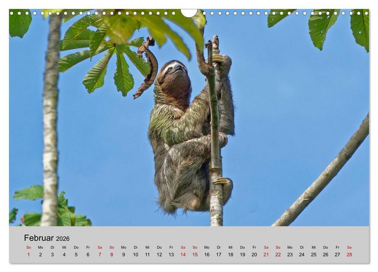 Produktbild: COSTA RICA - Tierische Momente (Wandkalender 2026 DIN A3 quer), CALVENDO Monatskalender