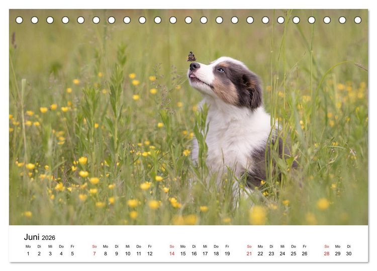 Produktbild: Border Collie - Bunt und clever! (Tischkalender 2026 DIN A5 quer), CALVENDO Monatskalender
