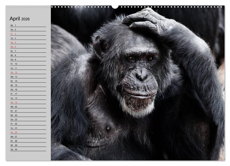 Produktbild: Schimpansen (hochwertiger Premium Wandkalender 2026 DIN A2 quer), Kunstdruck in Hochglanz
