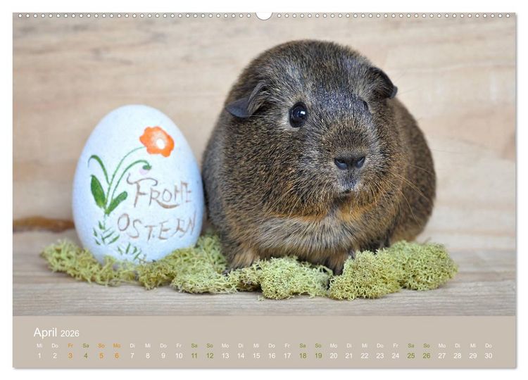 Produktbild: Meerschweinchen Portraits (hochwertiger Premium Wandkalender 2026 DIN A2 quer), Kunstdruck in Hochglanz