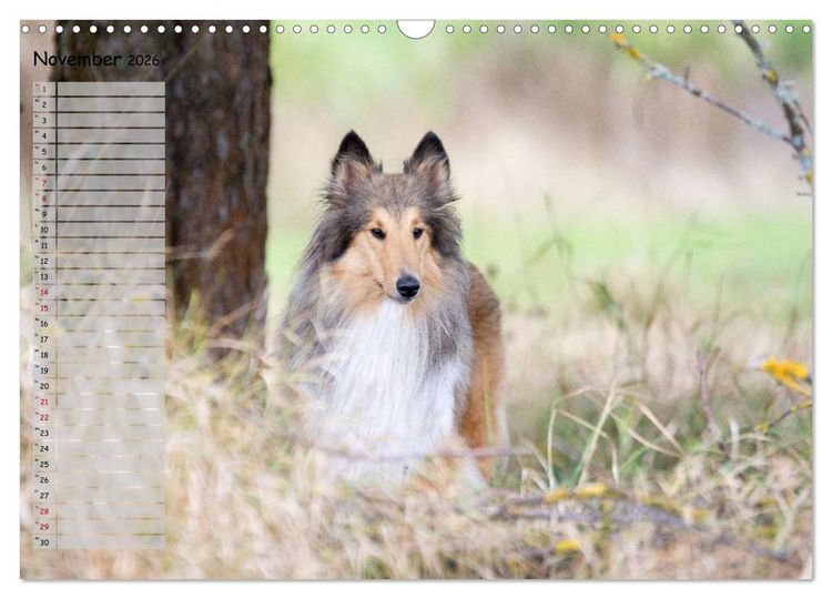 Produktbild: Highland Hawk Fame - Ein Collie begleitet durch das Jahr (Wandkalender 2026 DIN A3 quer), CALVENDO Monatskalender