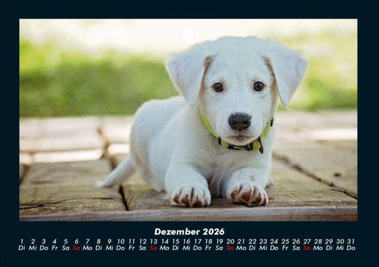 Produktbild: Hunde 2026 Fotokalender DIN A4