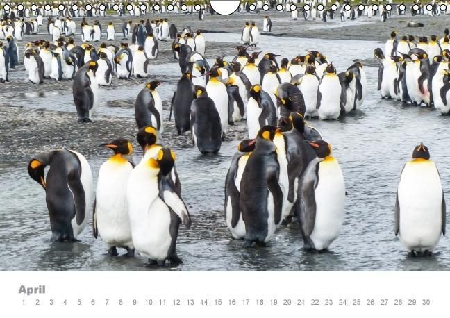 Produktbild: ANTARKTIS (Wandkalender immerw&auml;hrend DIN A4 quer)