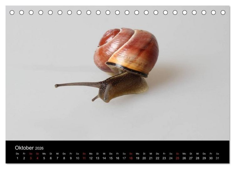 Produktbild: Lautlose Begleiter - Schnecken (Tischkalender 2026 DIN A5 quer), CALVENDO Monatskalender