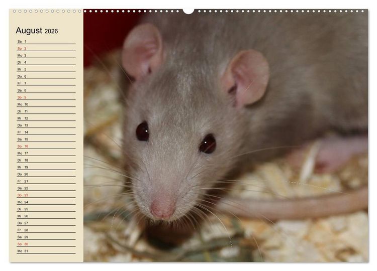 Produktbild: Ratten. Gelehrige Haustiere (Wandkalender 2026 DIN A2 quer), CALVENDO Monatskalender