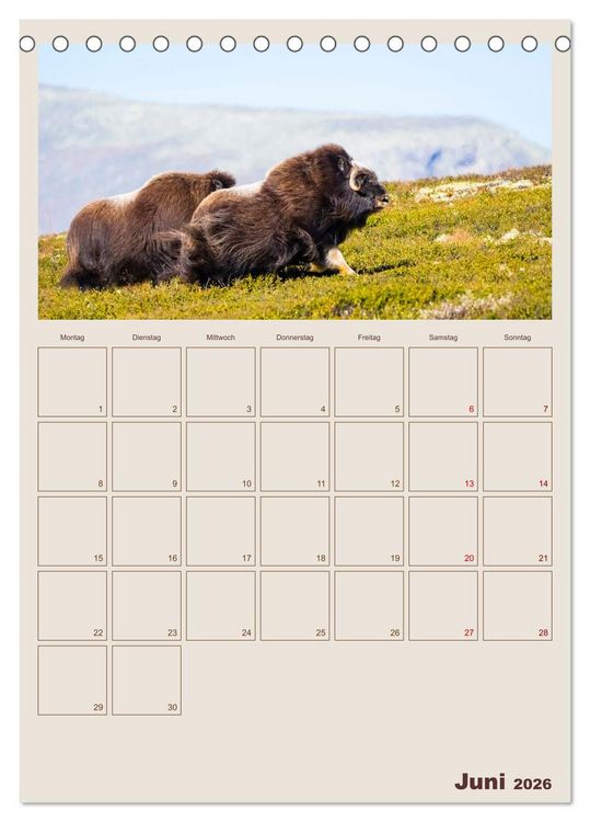 Produktbild: Moschusochsen - Norwegens gem&uuml;tliche Riesen (Tischkalender 2026 DIN A5 hoch), CALVENDO Monatskalender