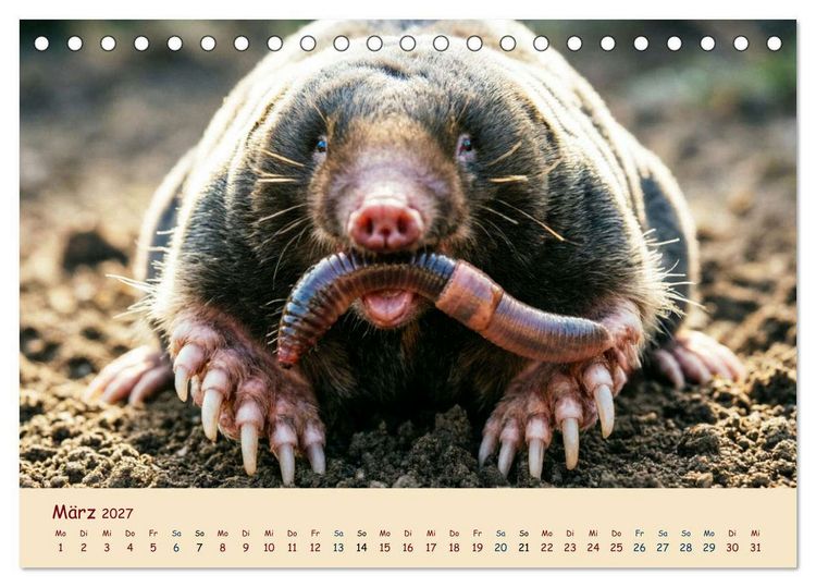 Produktbild: Im Reich der Tunnelbauer - Maulw&uuml;rfe und Nacktmulle, Leben im Verborgenen (Tischkalender 2027 DIN A5 quer), CALVENDO Monatskalender