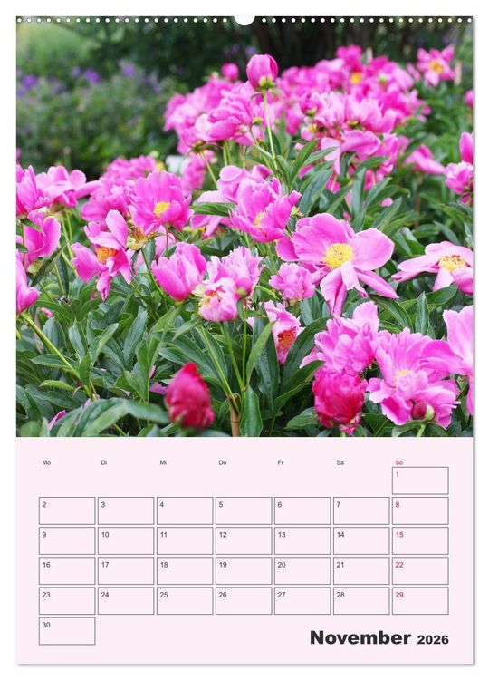 Produktbild: Pfingstrosen Rosen ohne Dornen (Wandkalender 2026 DIN A2 hoch), CALVENDO Monatskalender