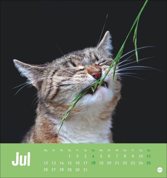 Produktbild: Tierisch entspannte Katzen Postkartenkalender 2027