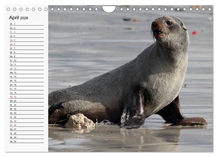 Produktbild: Seehunde und Otter. Putzige Gesellen, perfekte Schwimmer (Wandkalender 2026 DIN A4 quer), CALVENDO Monatskalender
