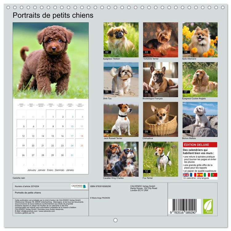 Produktbild: Portraits de petits chiens (Calendrier mural carr&eacute; 2026 30x30 cm) Calendrier double avec une page pour vos prises de notes