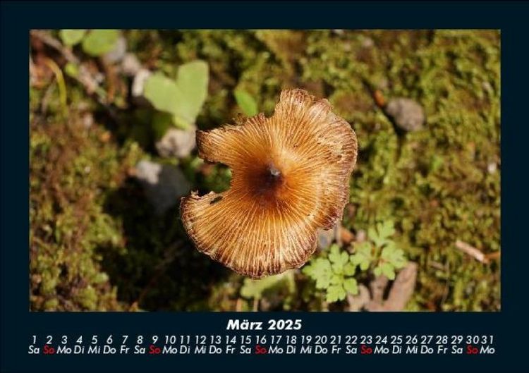 Produktbild: Pilzkalender 2025 Fotokalender DIN A5