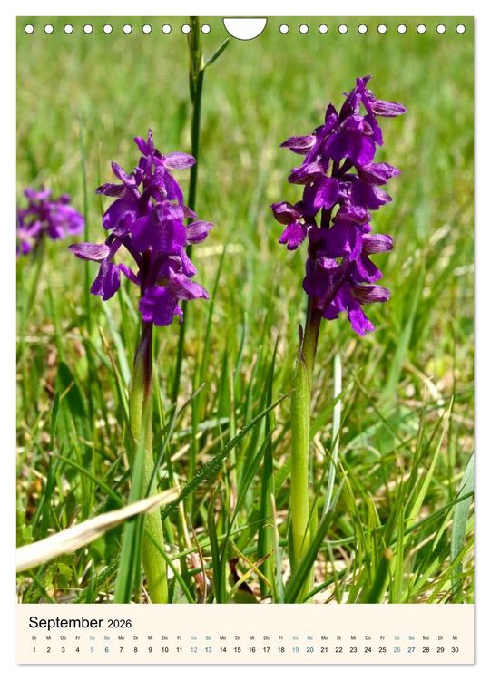Produktbild: Einheimische Orchideen (Wandkalender 2026 DIN A4 hoch), CALVENDO Monatskalender