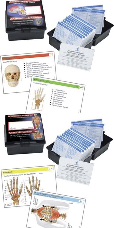 Produktbild: Doppelpack Anatomie-Lernkarten Muskulatur u. Skelett