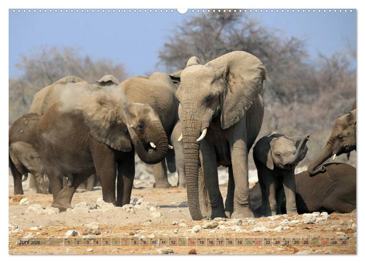Produktbild: Afrika - im Reich der Elefanten (hochwertiger Premium Wandkalender 2026 DIN A2 quer), Kunstdruck in Hochglanz