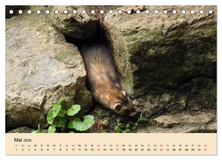 Produktbild: Frettchen und Marder. Frech, witzig, niedlich (Tischkalender 2026 DIN A5 quer), CALVENDO Monatskalender