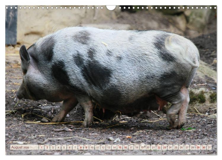 Produktbild: Tierische Schweinerei (Wandkalender 2026 DIN A3 quer), CALVENDO Monatskalender