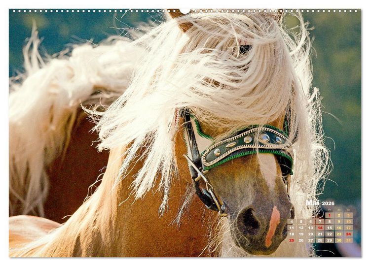 Produktbild: Haflinger: Die blonden Pferde von der Alm (Wandkalender 2026 DIN A2 quer), CALVENDO Monatskalender