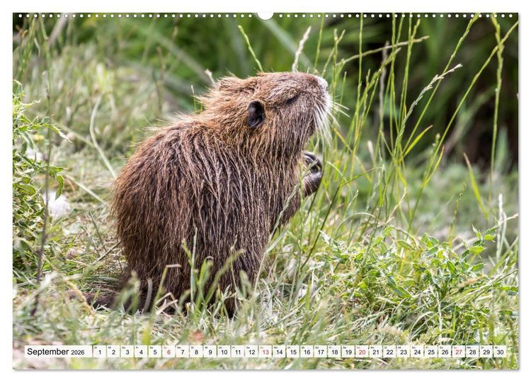 Produktbild: NUTRIA mit Nachwuchs (Wandkalender 2026 DIN A2 quer), CALVENDO Monatskalender