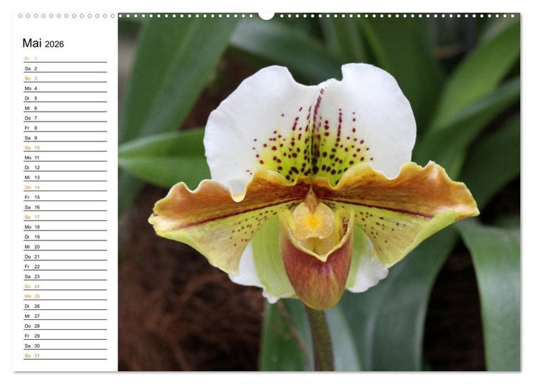 Produktbild: Prachtvolle Orchideen (Wandkalender 2026 DIN A2 quer), CALVENDO Monatskalender