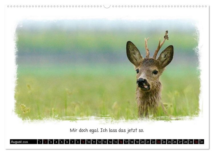 Produktbild: Tierisch witzig (Wandkalender 2026 DIN A2 quer), CALVENDO Monatskalender