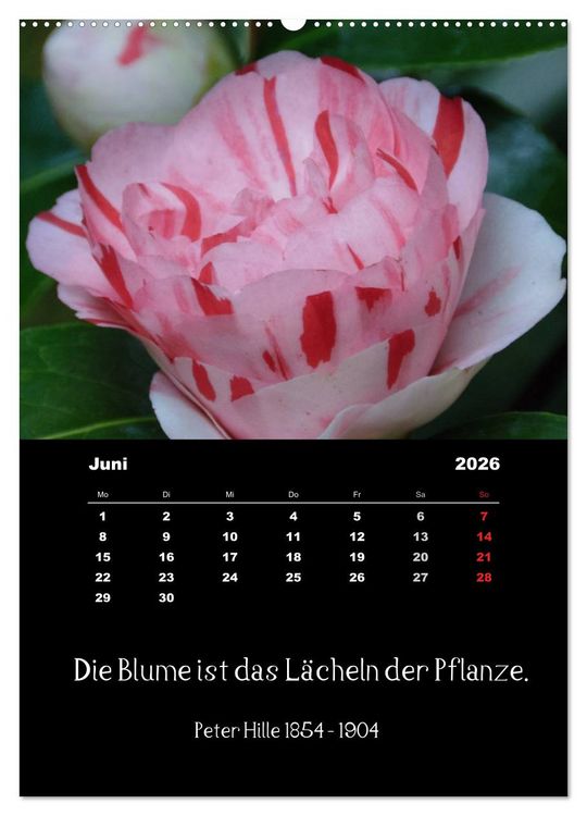 Produktbild: Spr&uuml;che und Zitate ber&uuml;hmter Personen &uuml;ber Blumen und Natur (Wandkalender 2026 DIN A2 hoch), CALVENDO Monatskalender