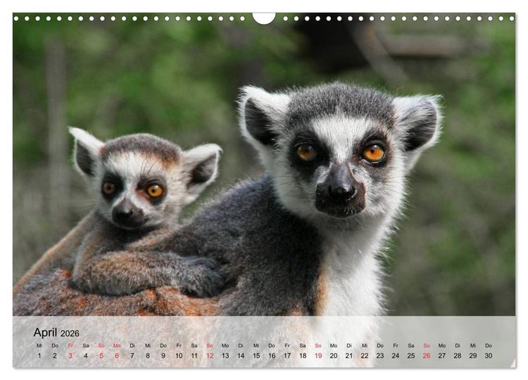 Produktbild: Faszination Affen. Kobolde zum Verlieben (Wandkalender 2026 DIN A3 quer), CALVENDO Monatskalender