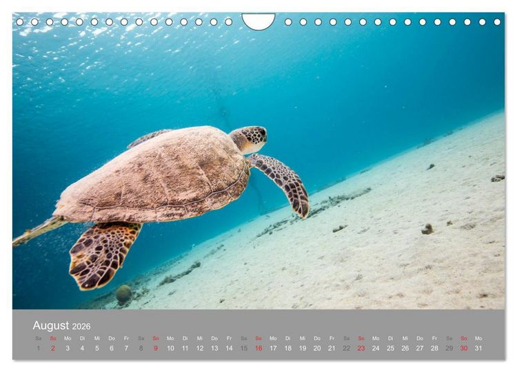 Produktbild: Meeresschildkr&ouml;ten der Karibik (Wandkalender 2026 DIN A4 quer), CALVENDO Monatskalender