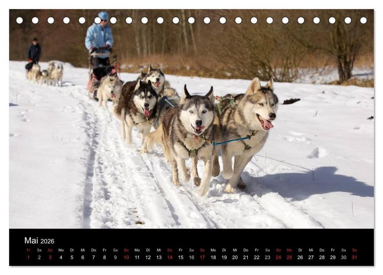 Produktbild: Huskys (Tischkalender 2026 DIN A5 quer), CALVENDO Monatskalender