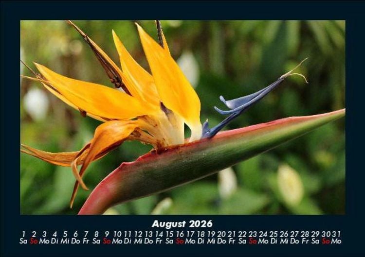Produktbild: Blumenzauber 2026 Fotokalender DIN A5