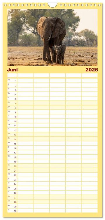 Produktbild: Familienplaner 2026 - Komm mit auf Safari! Botswana und S&uuml;dafrika mit 5 Spalten (Wandkalender, 21 x 45 cm) CALVENDO
